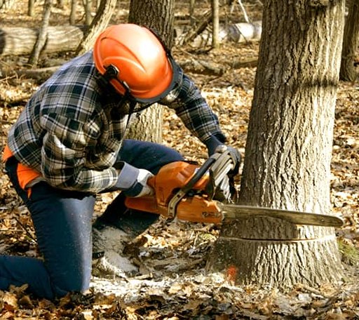 Tree Removal in Letona, AR